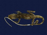 藏品(斯文豪氏攀蜥)的圖片